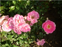 4ba6bd85-Picture 4636.jpg